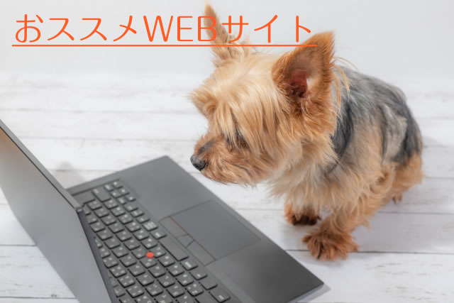 ネットで検索する猫